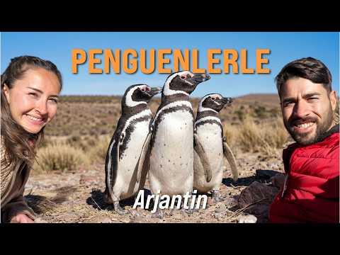 Penguins on Argentina’s Coast: Punta Tombo by Van
