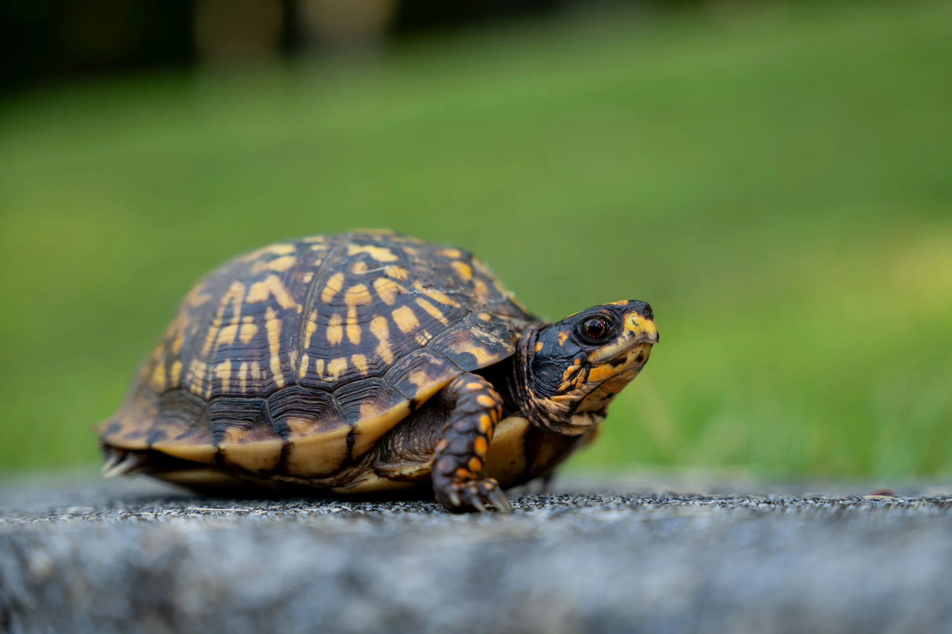 What Can We Learn from a Turtle?